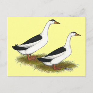 Ducks: Black Magpies Postcard