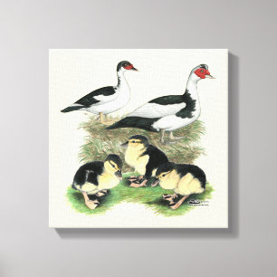 Ducks Black Pied Muscovy Family Canvas Print