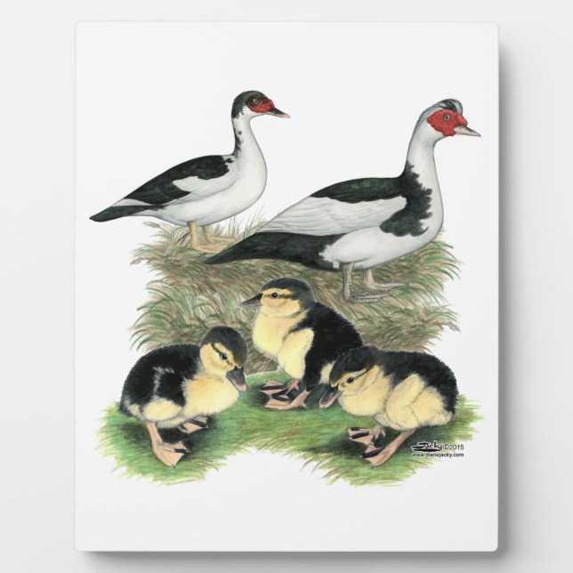 Ducks Black Pied Muscovy Family Plaque (Front)