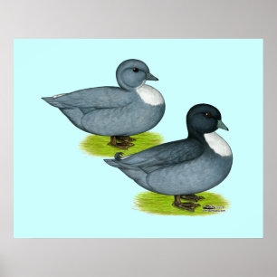 Ducks:  Blue Calls Poster