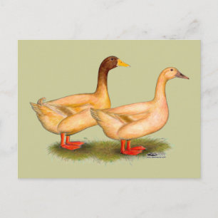 Ducks:  Buff Orpington Postcard
