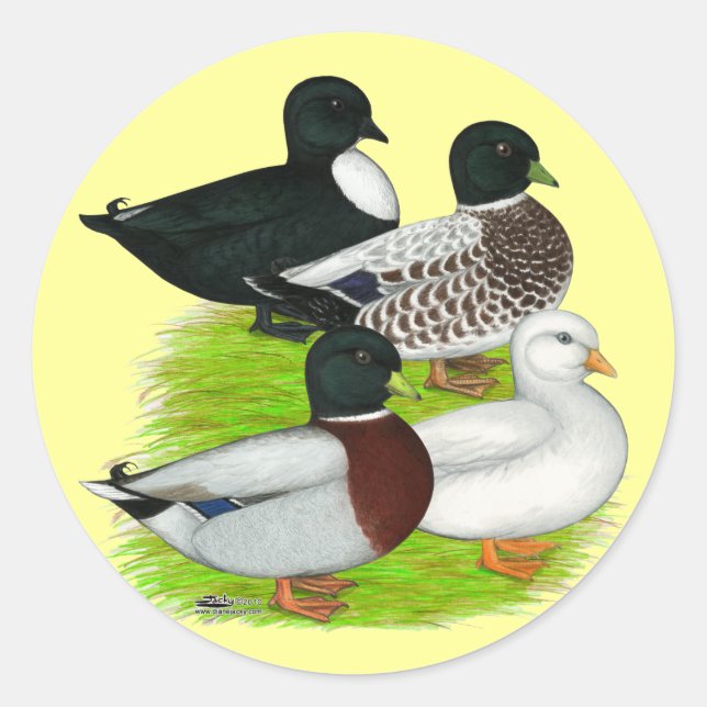 Ducks:  Call Quartet Classic Round Sticker (Front)