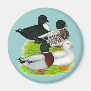 Ducks: Call Quartet Magnet