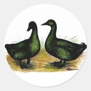 Ducks: Cayuga Pair Classic Round Sticker