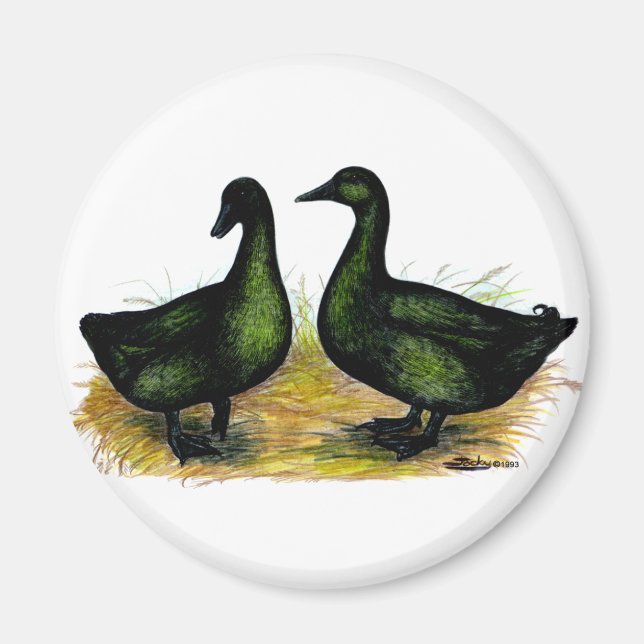Ducks:  Cayuga Pair Magnet (Front)
