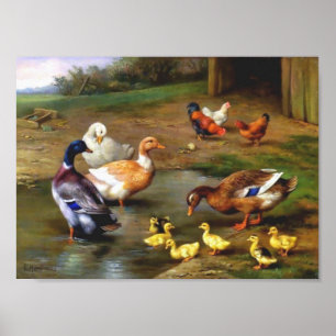 Ducks Chicken Animals Birds Painting Poster