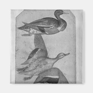Ducks, from the The Vallardi Album Magnet