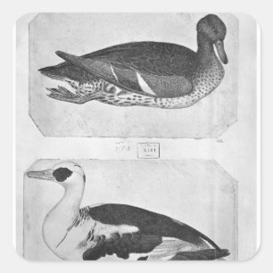 Ducks, from the The Vallardi Album Square Sticker
