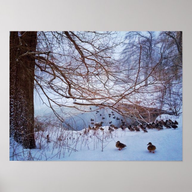 Ducks Gather Around A Frozen Pond Poster (Front)