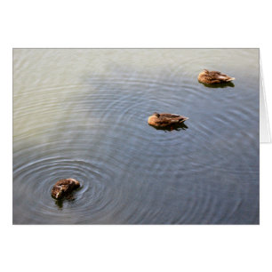 ducks in a pond