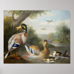 Ducks in a River Landscape Poster