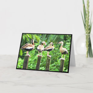 Ducks in a Row Folded Greeting Card