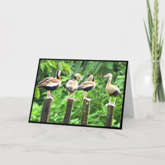 Ducks in a Row Folded Greeting Card