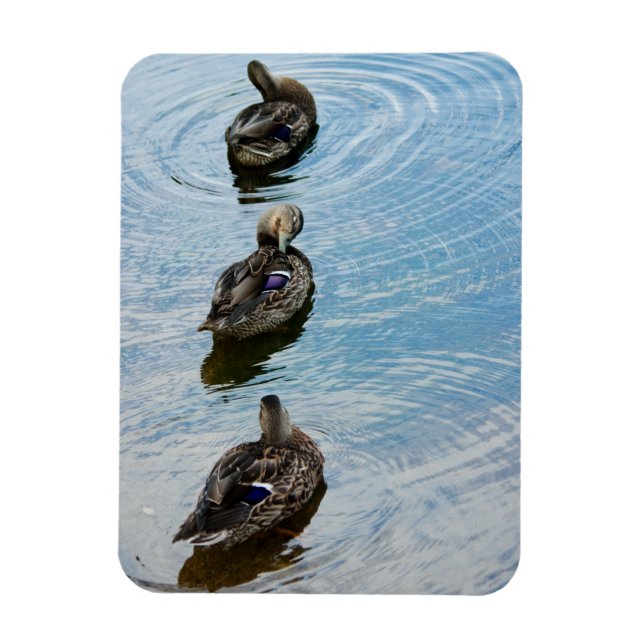 Ducks in a Row Premium Magnet (Vertical)