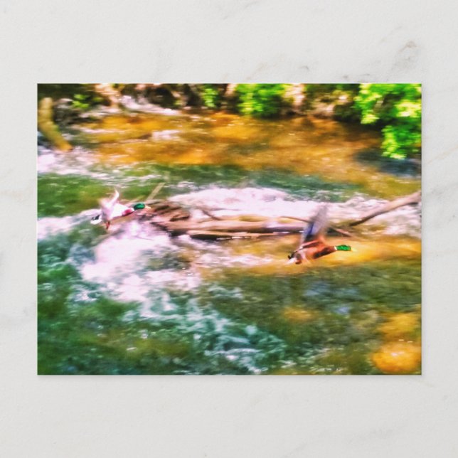 DUCKS IN FLIGHT POSTCARD (Front)