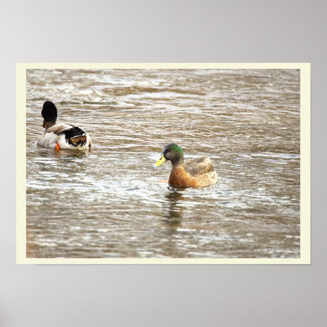 Ducks in Icy Creek Poster (Front)