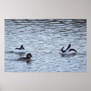Ducks in the Ocean Poster