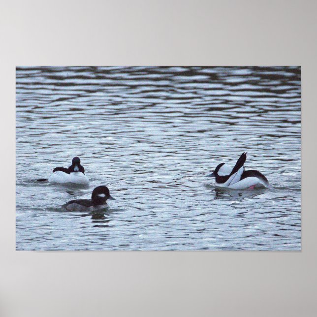 Ducks in the Ocean Poster (Front)