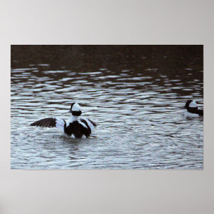 Ducks in the Ocean Poster