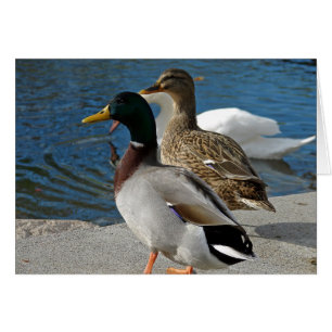 Ducks in the Park