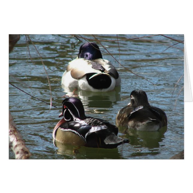 Ducks  in the Park  all occasions greeting card (Front Horizontal)