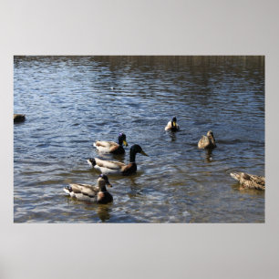 ducks in water, green timber park poster