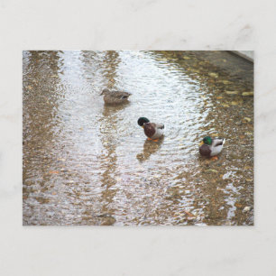 Ducks in Water Postcard