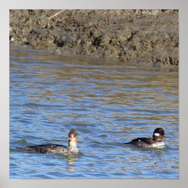 Ducks in Water Poster (Front)