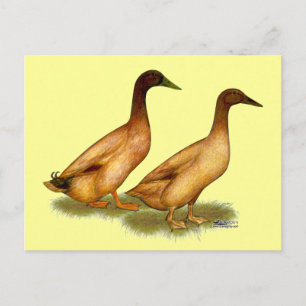 Ducks:  Khaki Campbell Postcard