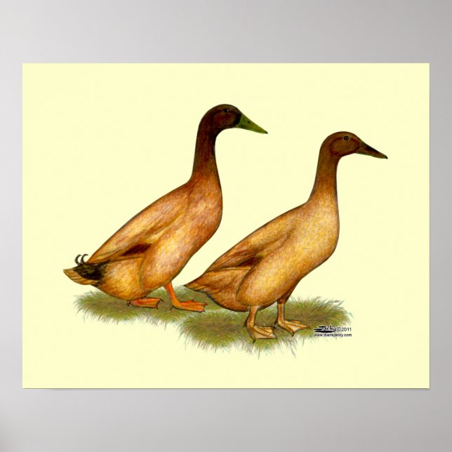Ducks:  Khaki Campbell Poster (Front)