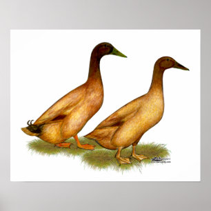 Ducks: Khaki Campbell Poster