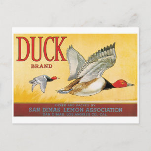 Ducks Lemons San Dimas Los Angeles California Postcard