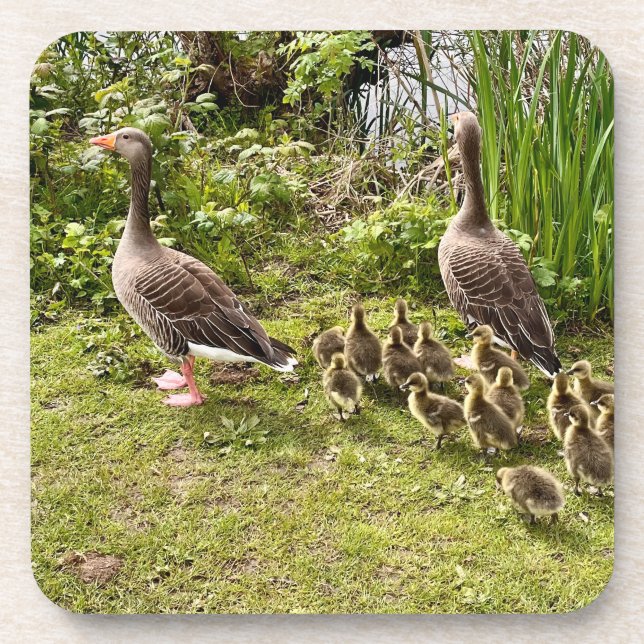 Duck's life.. coaster (Front)