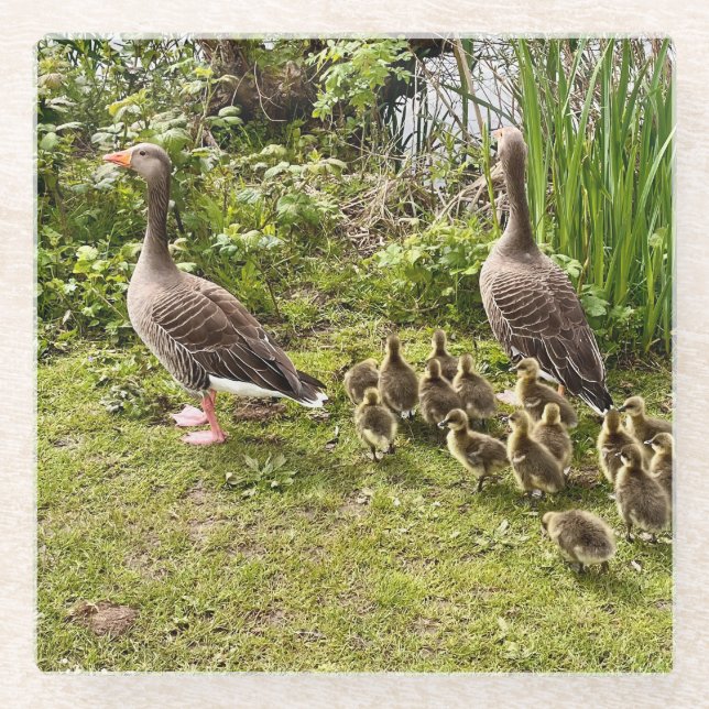 Duck's life.. glass coaster (Front)