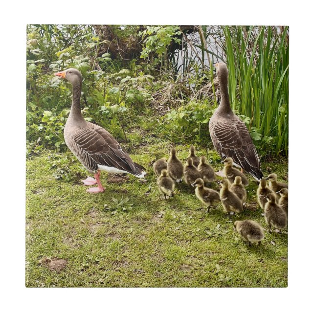 Duck's life.. tile (Front)