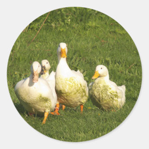 ducks, live, meadow, animal, farm, country life, classic round sticker