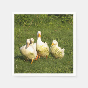 ducks, live, meadow, animal, farm, country life, napkin