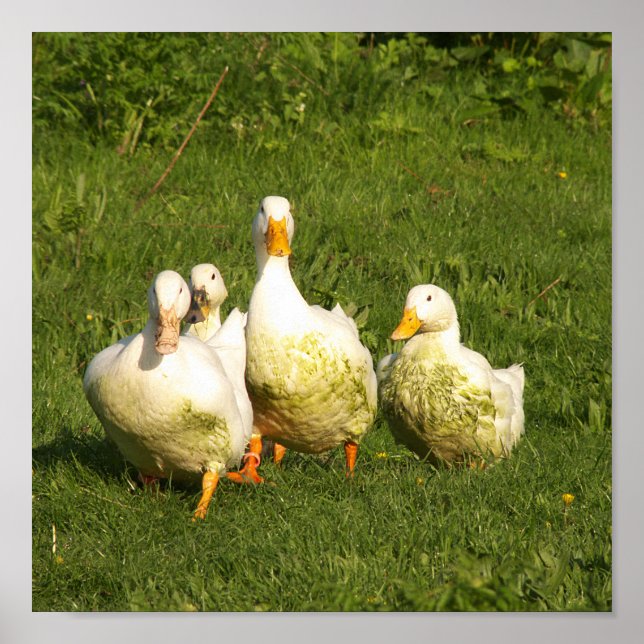 ducks, live, meadow, animal, farm, country life, poster (Front)