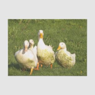 ducks, live, meadow, animal, farm, country life, tissue paper
