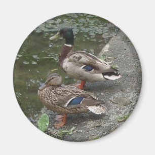 Ducks Magnet