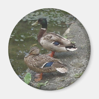 Ducks Magnet
