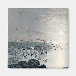 Ducks, Mallards and Swans on the lake at sunset Magnet