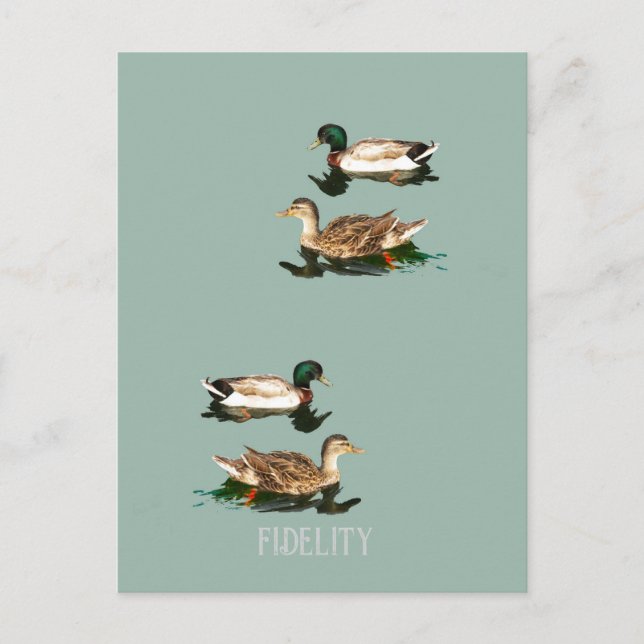 Ducks mallards edible frosting rounds postcard (Front)