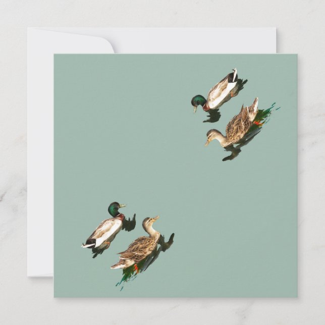 Ducks mallards holiday card (Front)