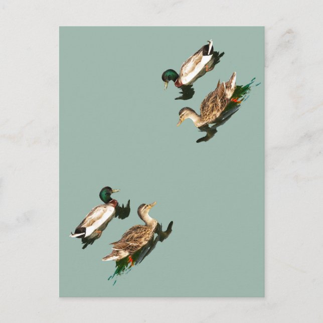 Ducks mallards holiday postcard (Front)