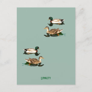 Ducks mallards holiday postcard