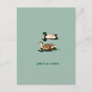 Ducks mallards holiday postcard