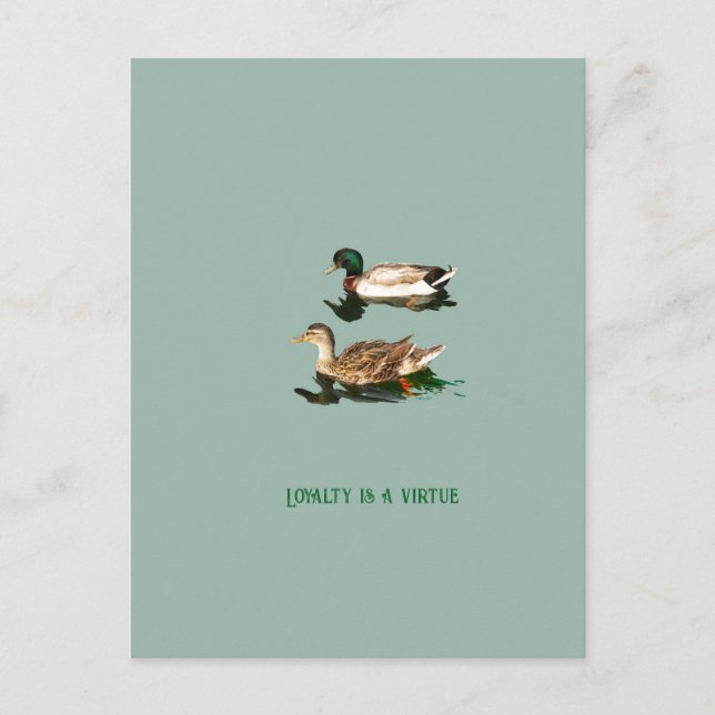 Ducks mallards holiday postcard (Front)