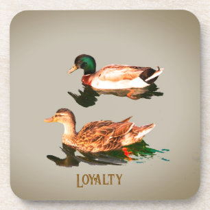 Ducks mallards. Loyalty Coaster