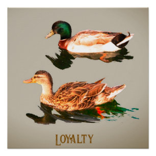Ducks mallards. Loyalty Poster